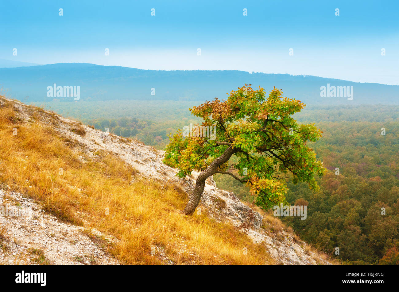Tree on top of the mountain Stock Photo