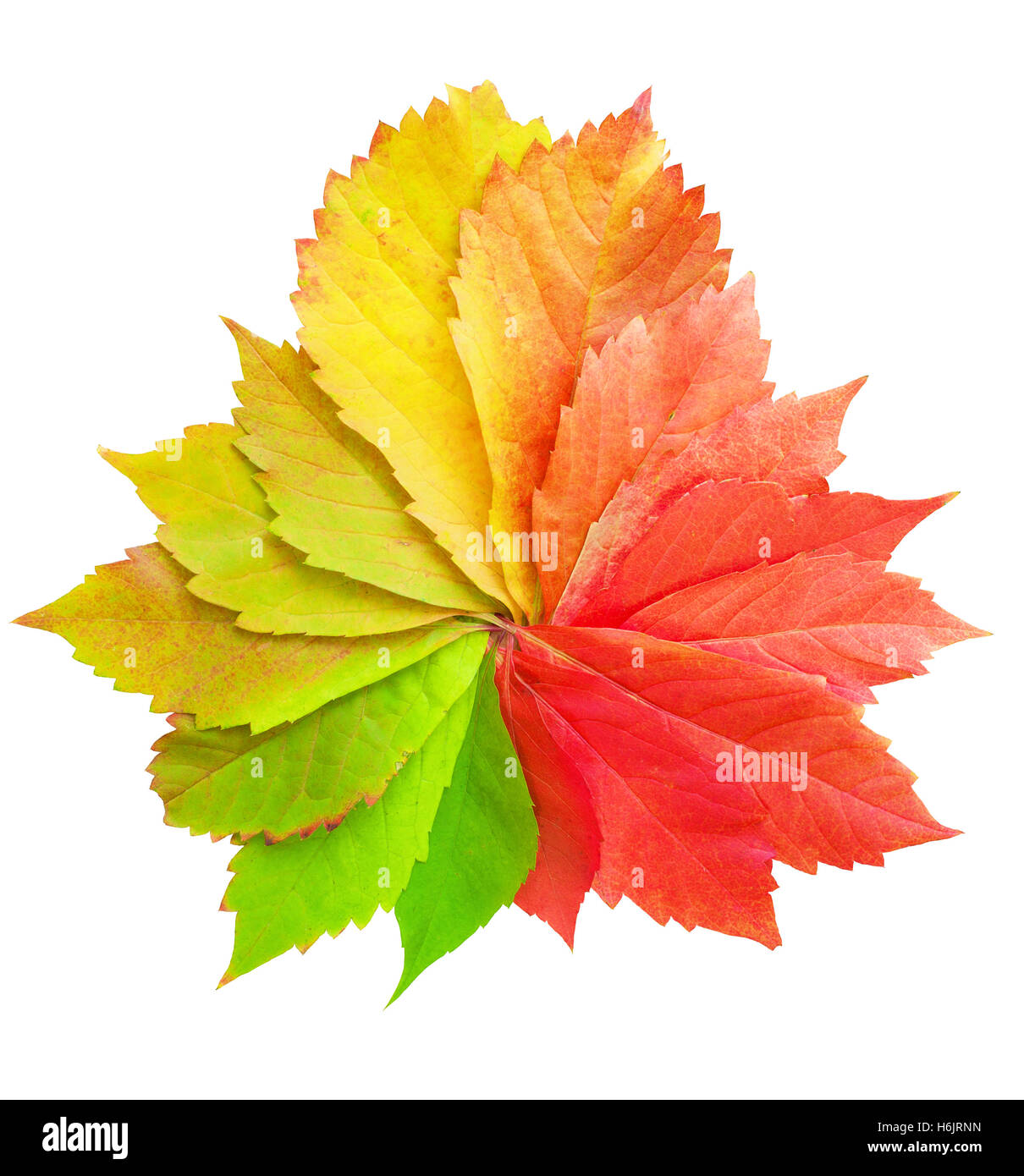 Colorful leaves isolated on white background Stock Photo - Alamy