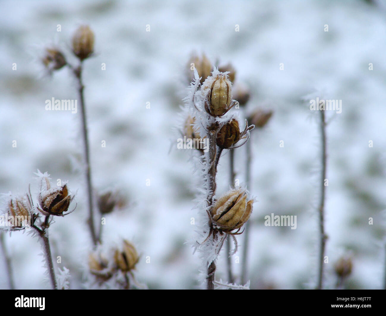 hibiscus in winter Stock Photo Alamy