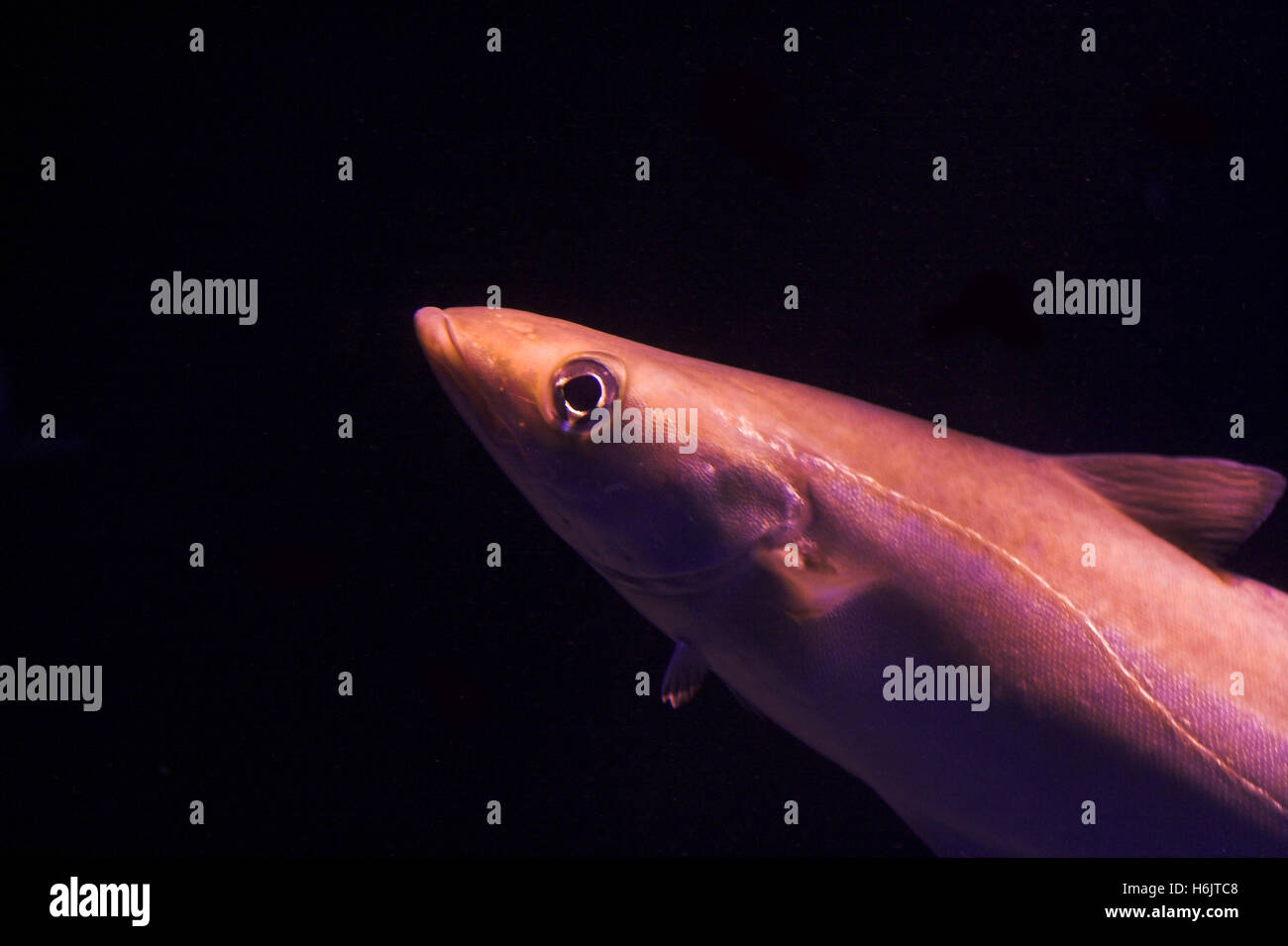 Fischkopp hi-res stock photography and images - Alamy