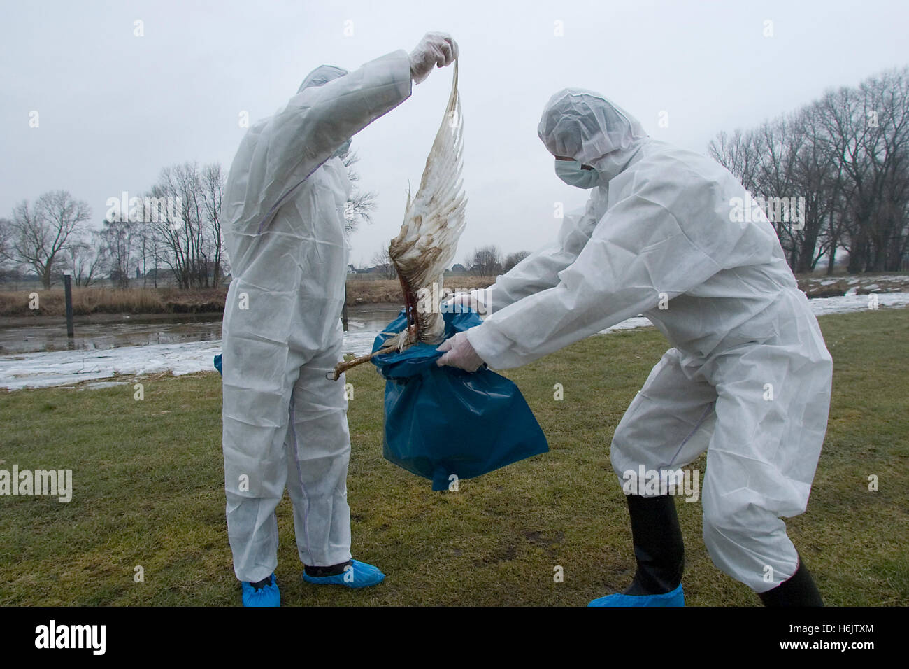 Bird flu masks hi-res stock photography and images - Alamy