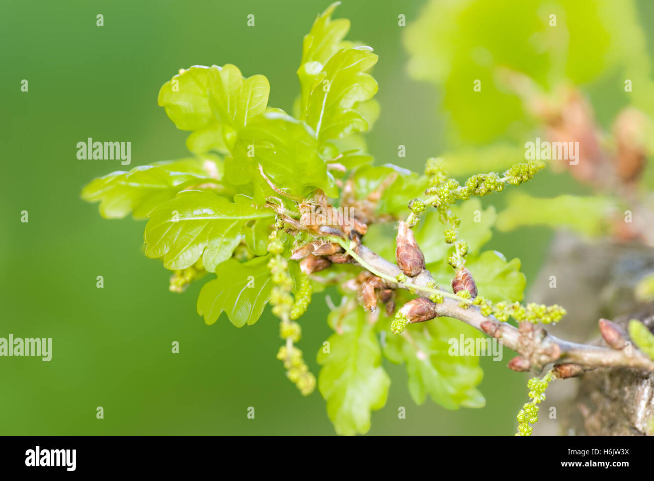 Oak tree forests hi-res stock photography and images - Alamy