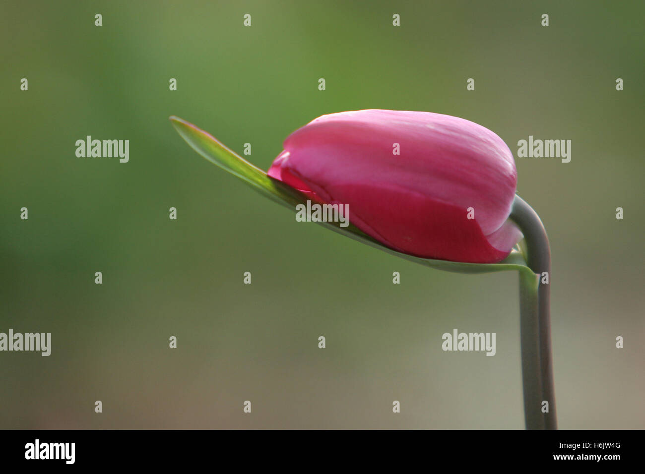 sleeping Stock Photo