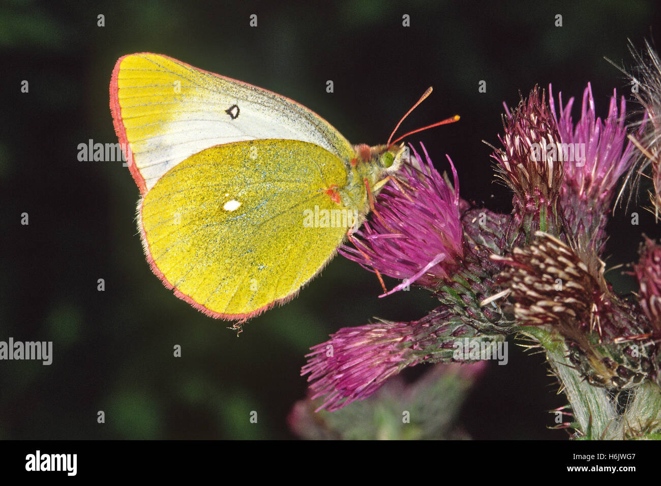 Butterflies and spiders hires stock photography and images Alamy