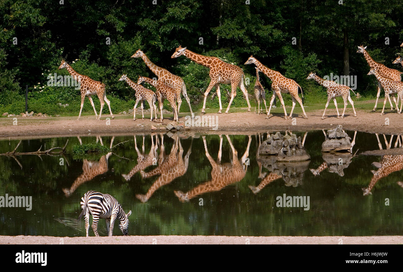 giraffedrove Stock Photo