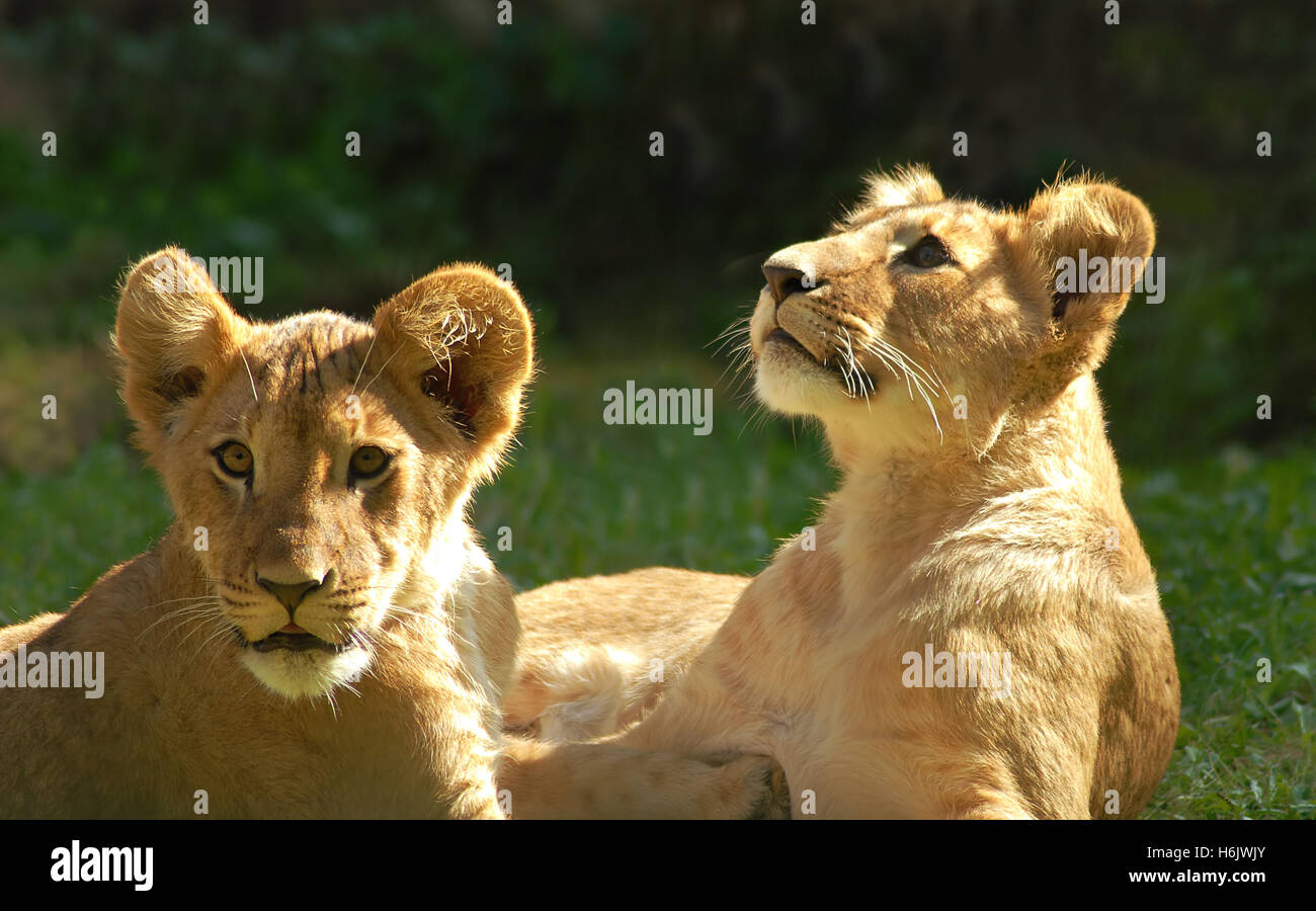 attentively Stock Photo