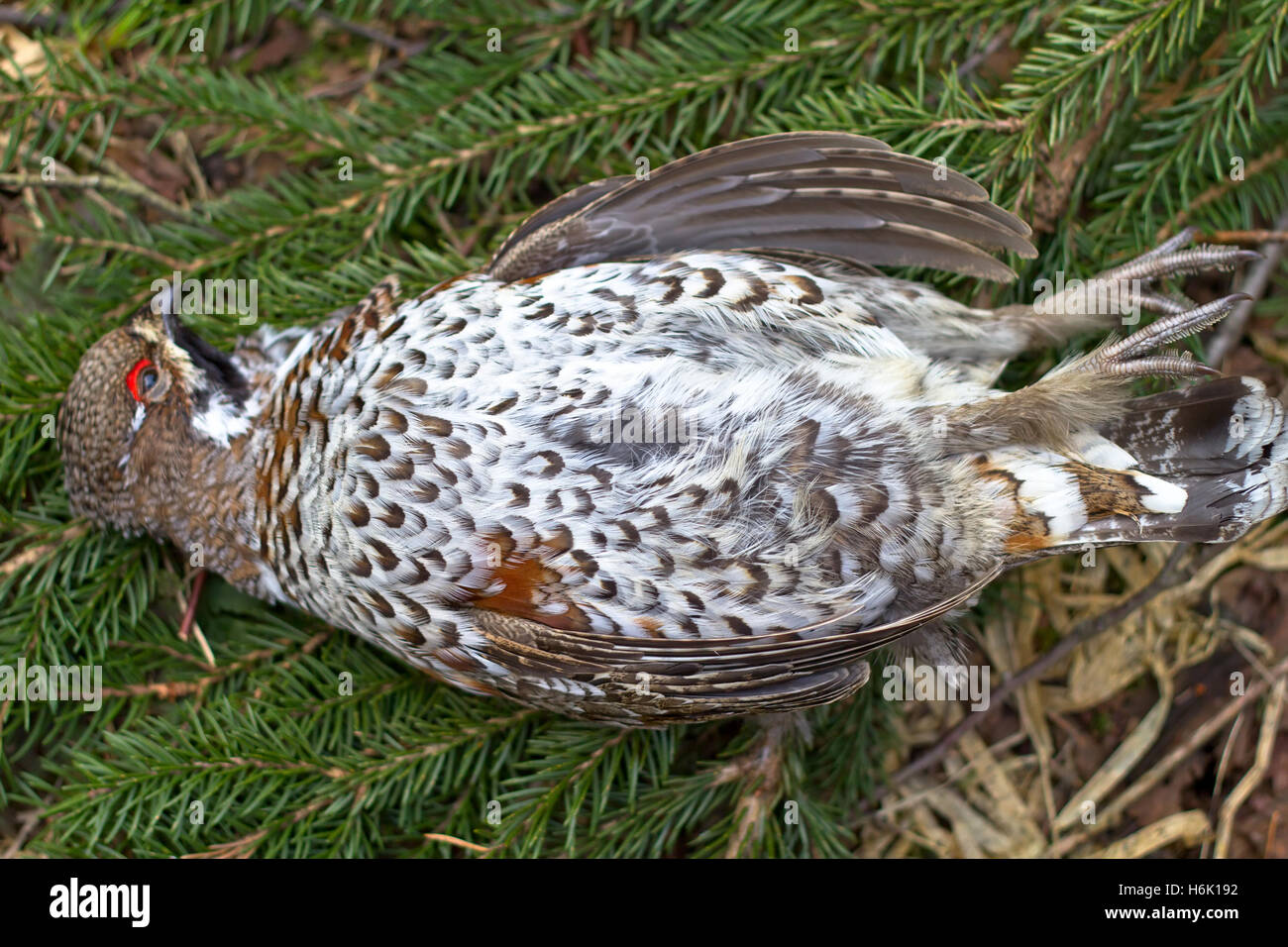 How to cook hazel grouse How to cook hazel grouse