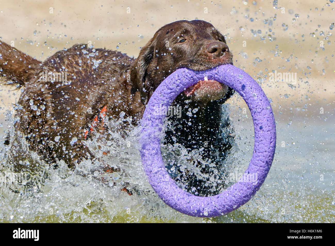 Brown labrador running along the coast from the puller Stock Photo