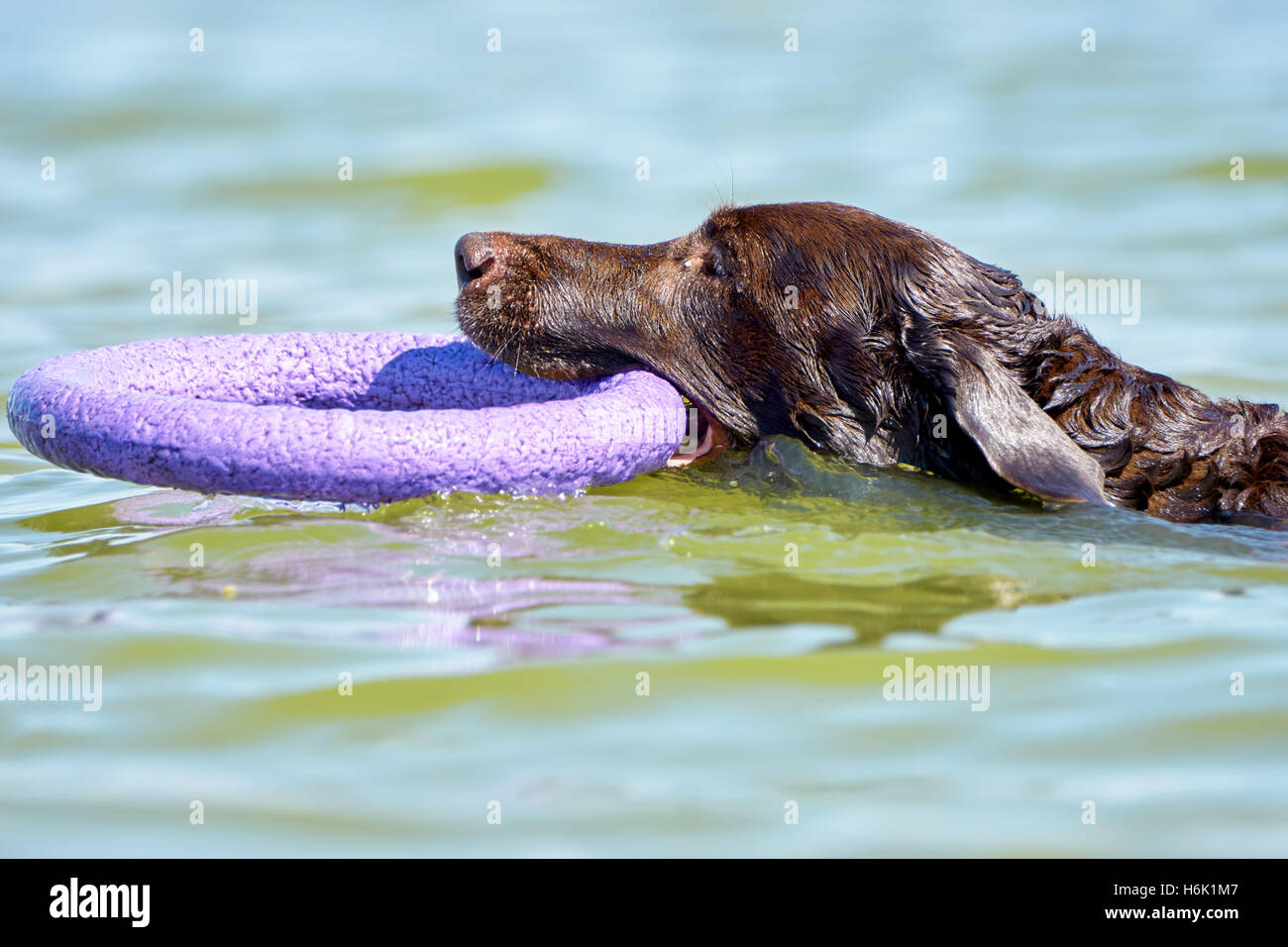 Brown Labrador swimming in the sea with puller Stock Photo