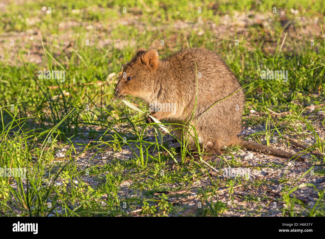 A quokka feeding on Rottnest Island, near Perth in Western Australia Stock Photo Alamy