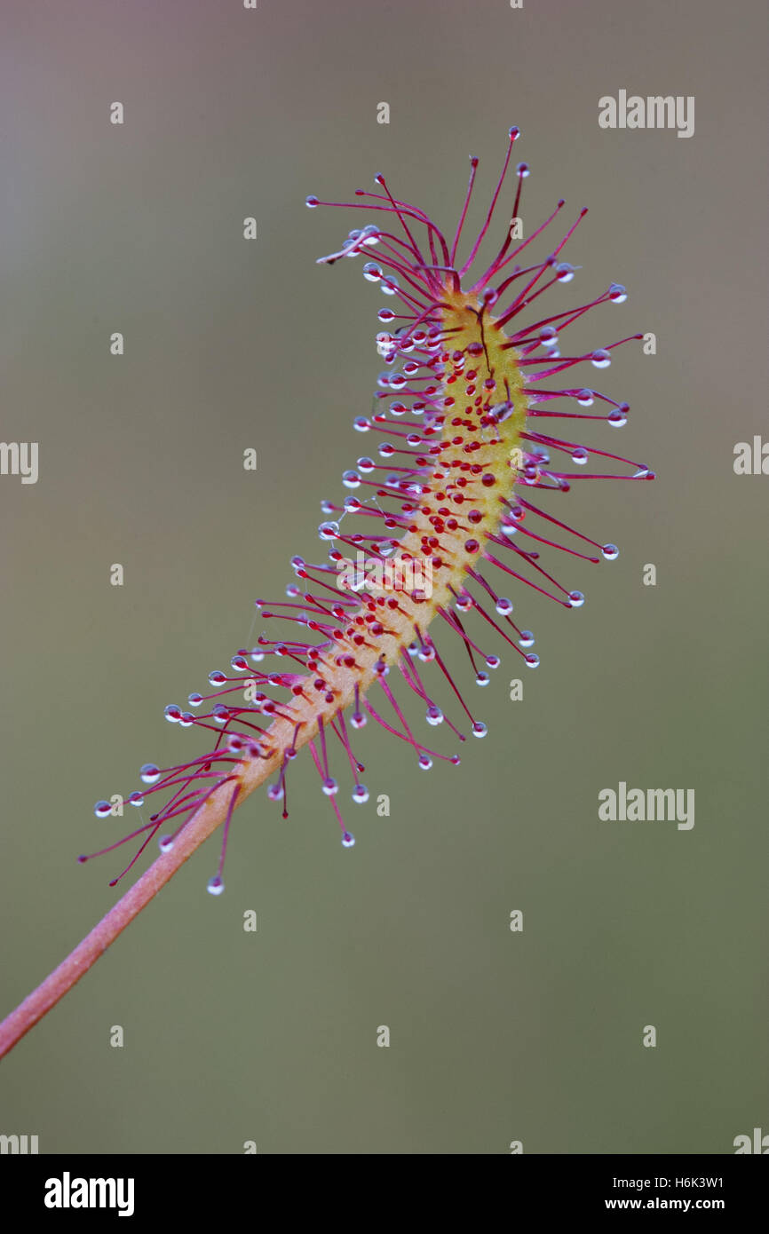 Drosera anglica, commonly known as the English sundew[1] or great sundew,[2] is a carnivorous plant species belonging to the sundew family Droseraceae Stock Photo