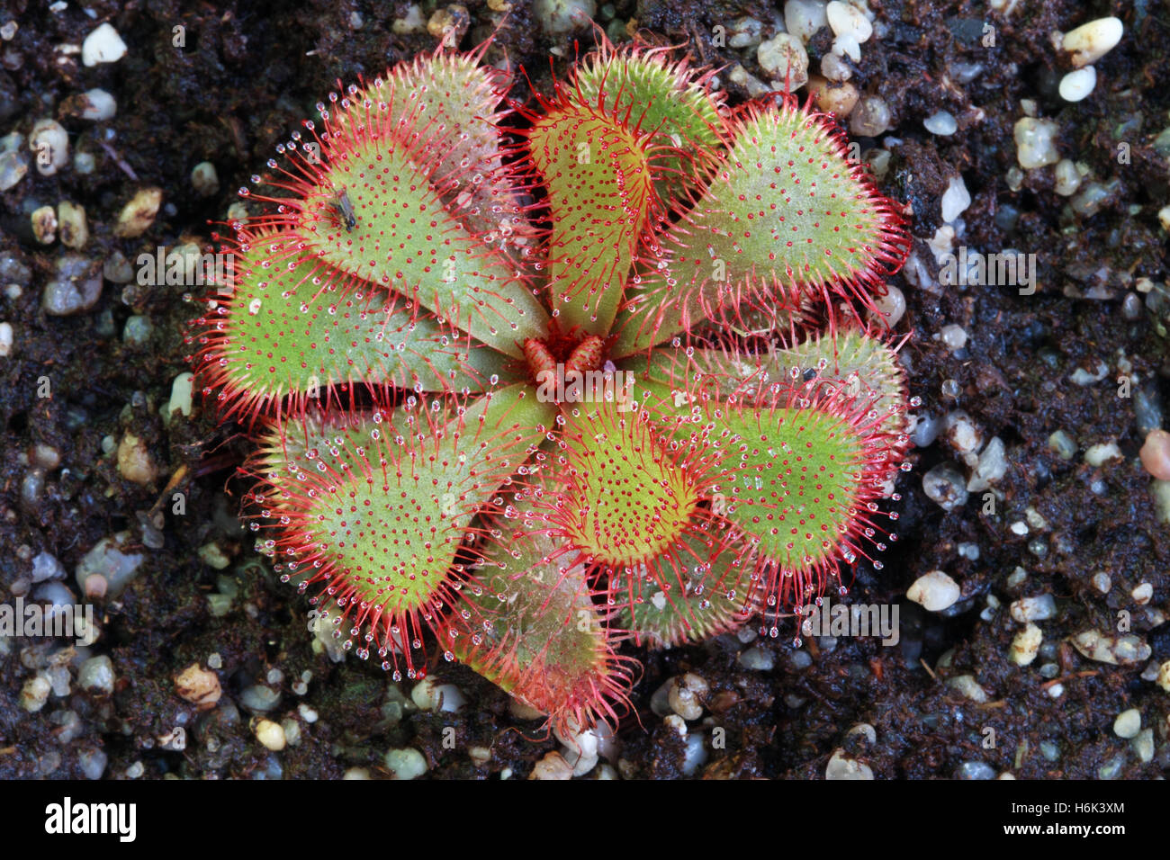 Drosera slackii is a subtropical sundew native to the Cape Provinces of South Africa. Stock Photo