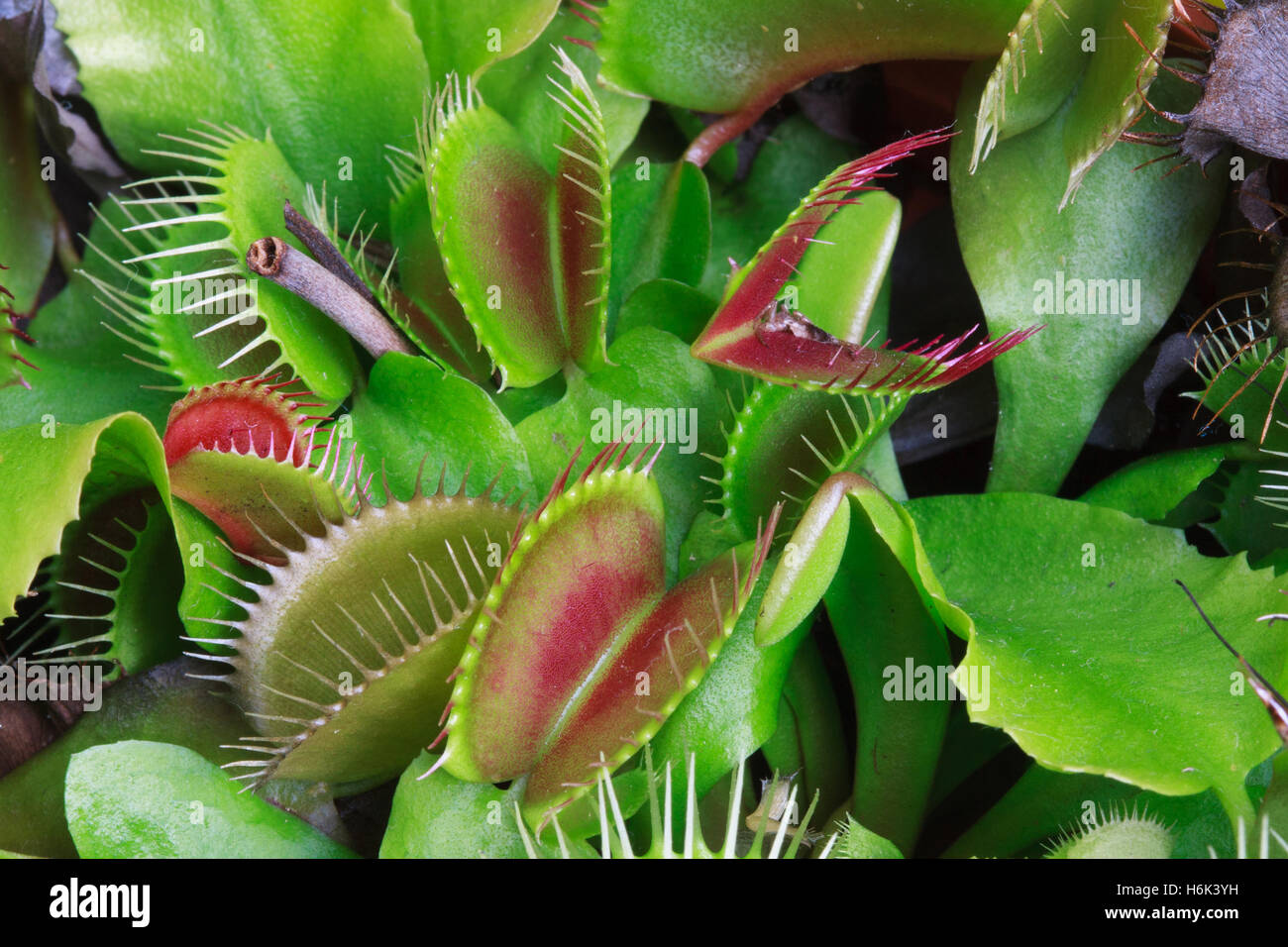 The Venus flytrap (also referred to as Venus's flytrap or Venus' flytrap), Dionaea muscipula, is a carnivorous plant native to subtropical wetlands Stock Photo