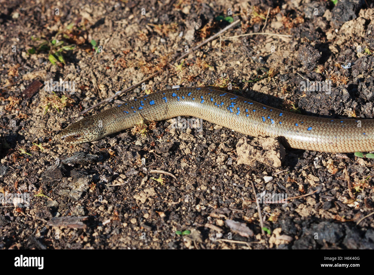 Anguis fragilis, the slowworm,[1] is a legless lizard native to Eurasia. It  is also called a deaf adder, a blindworm or, regionally, a long-cripple  Stock Photo - Alamy