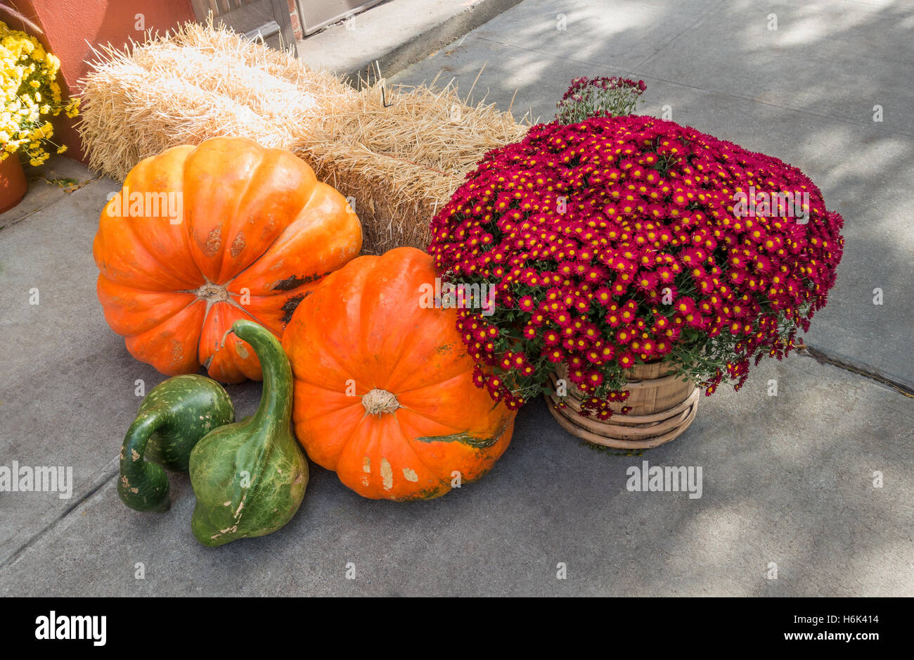 An autumn display includes large pumpkins, New York Aster flowers, and gourds Stock Photo