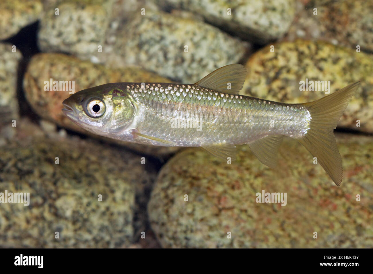 Squalius cephalus is a European species of freshwater fish in the carp family Cyprinidae. It frequents both slow and moderate rivers. Stock Photo