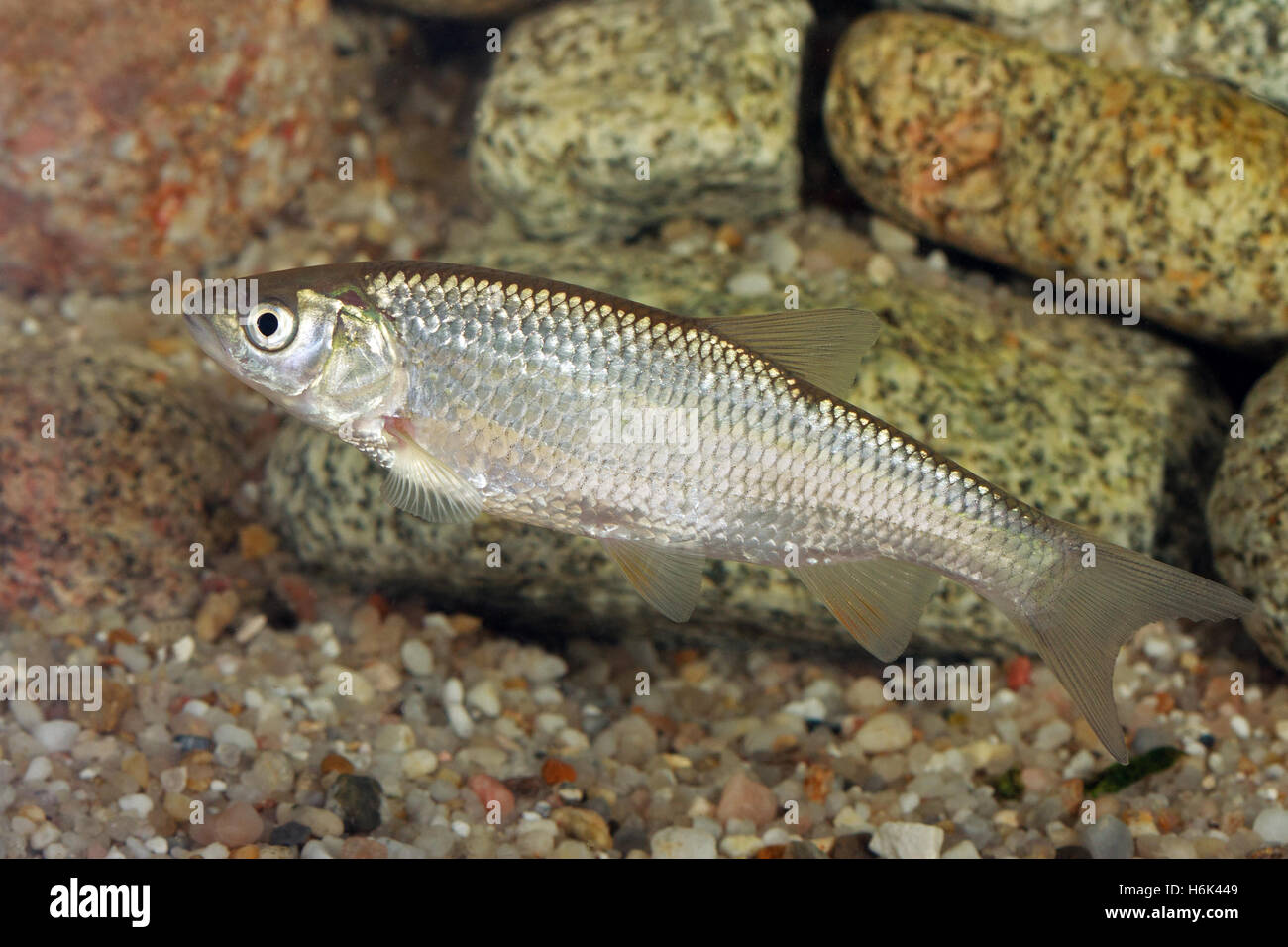 The common bleak (Alburnus alburnus) is a small freshwater coarse fish of the cyprinid family. Stock Photo