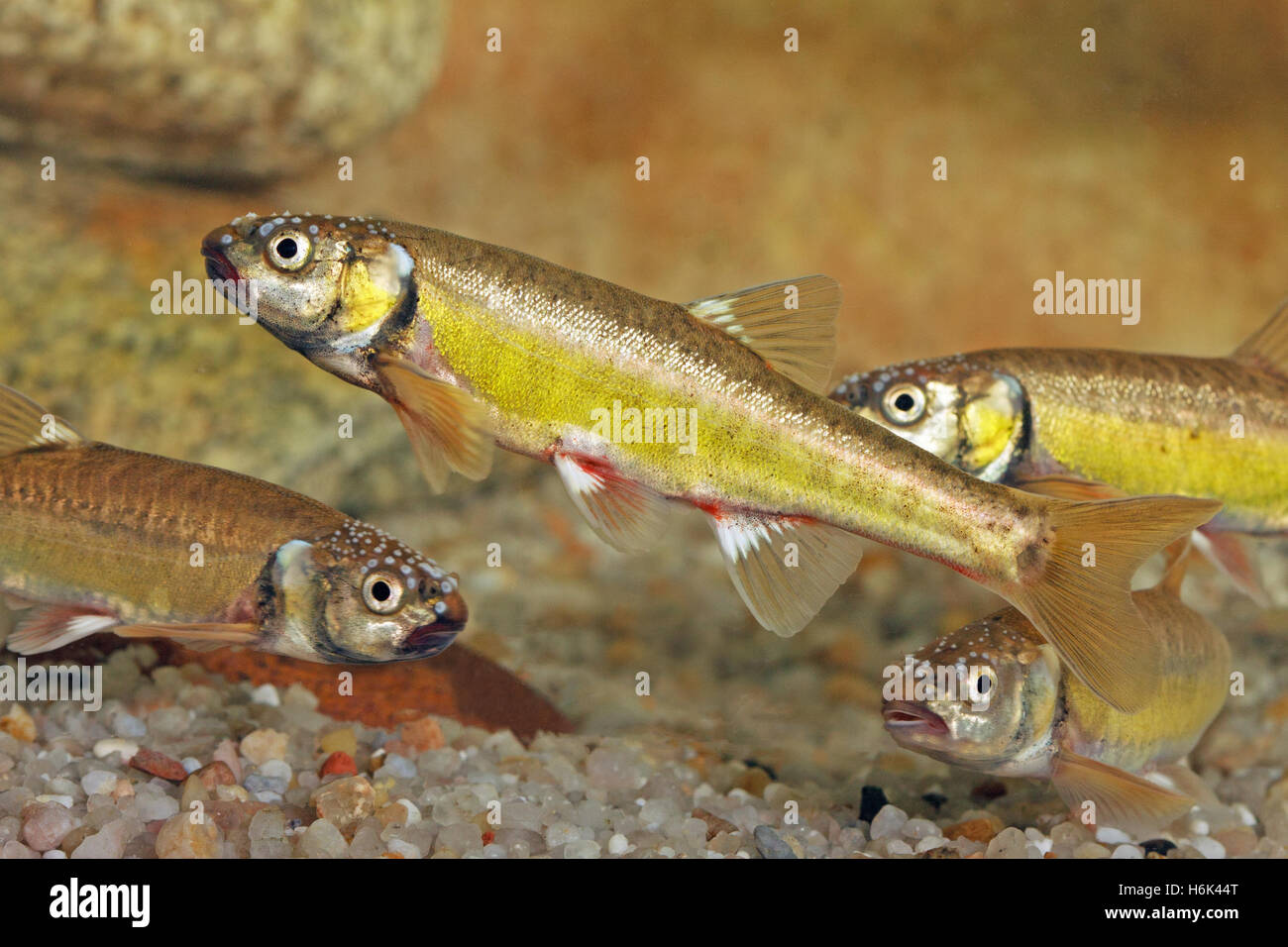 The Eurasian minnow, minnow, or common minnow (Phoxinus phoxinus) is a small species of freshwater fish in the carp family Cyprinidae. Stock Photo