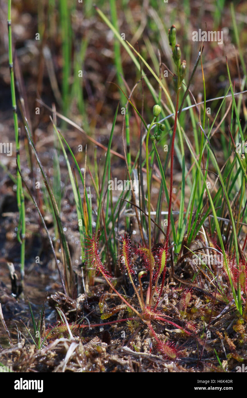 Drosera anglica, commonly known as the English sundew[1] or great sundew,[2] is a carnivorous plant species belonging to the sundew family Droseraceae Stock Photo