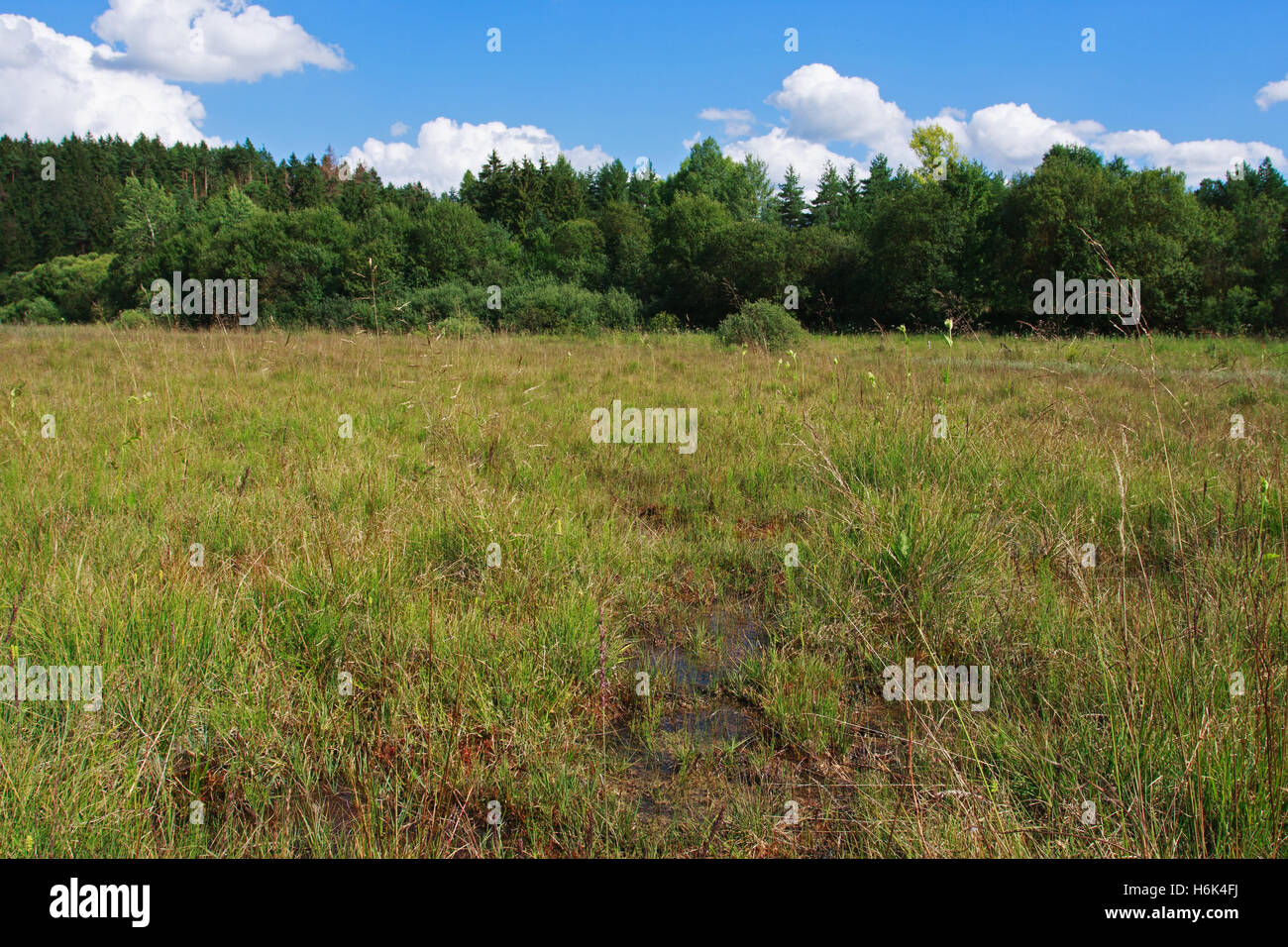 Drosera anglica, commonly known as the English sundew[1] or great sundew,[2] is a carnivorous plant species belonging to the sundew family Droseraceae Stock Photo