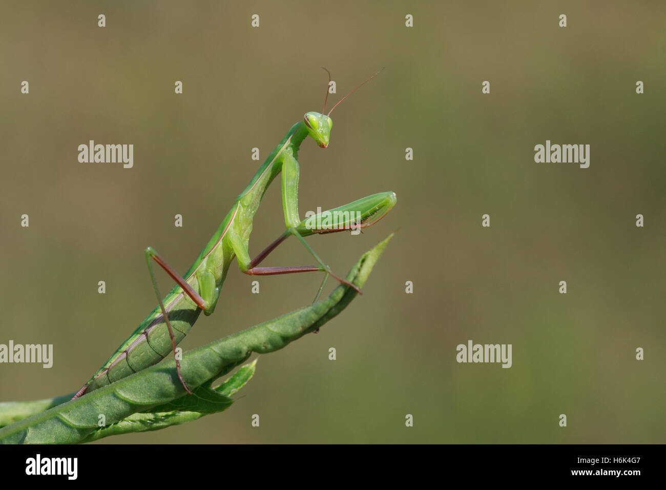 The European mantis or Mantis religiosa is a large hemimetabolic insect in the family of the Mantidae (‘mantids’) Stock Photo