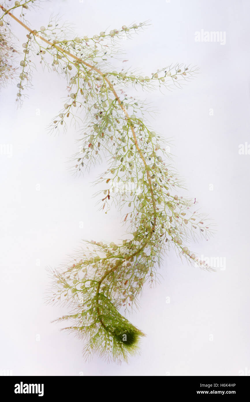 Utricularia australis is a medium-sized, perennial species of aquatic bladderwort. Stock Photo