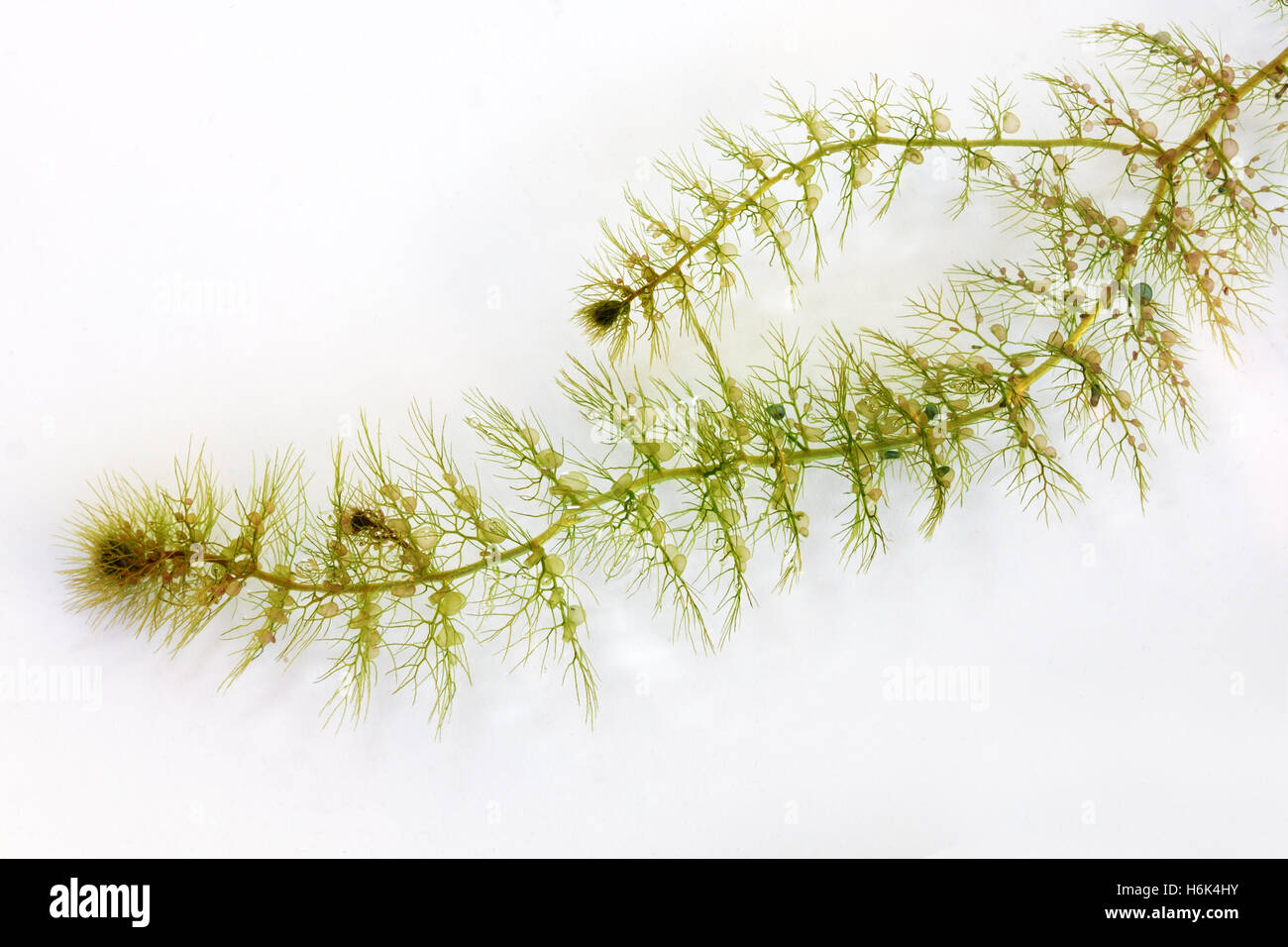 Utricularia australis is a medium-sized, perennial species of aquatic bladderwort. Stock Photo