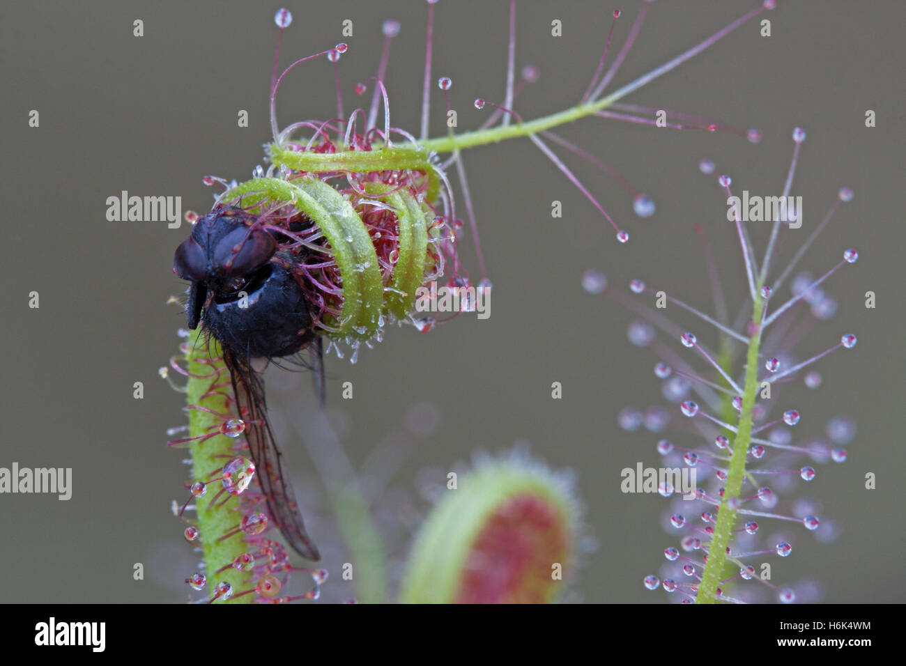 Drosera indica Sundew from Jacky Jacky Northern Queensland Australia eating a fly clos up Stock Photo