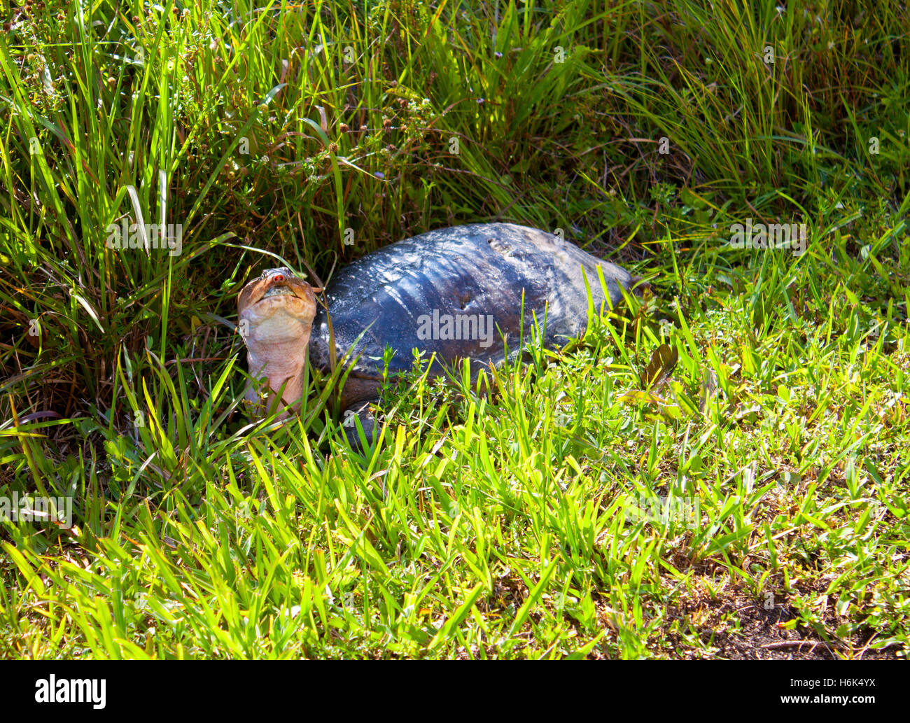 snapping turtle in the grass Stock Photo - Alamy