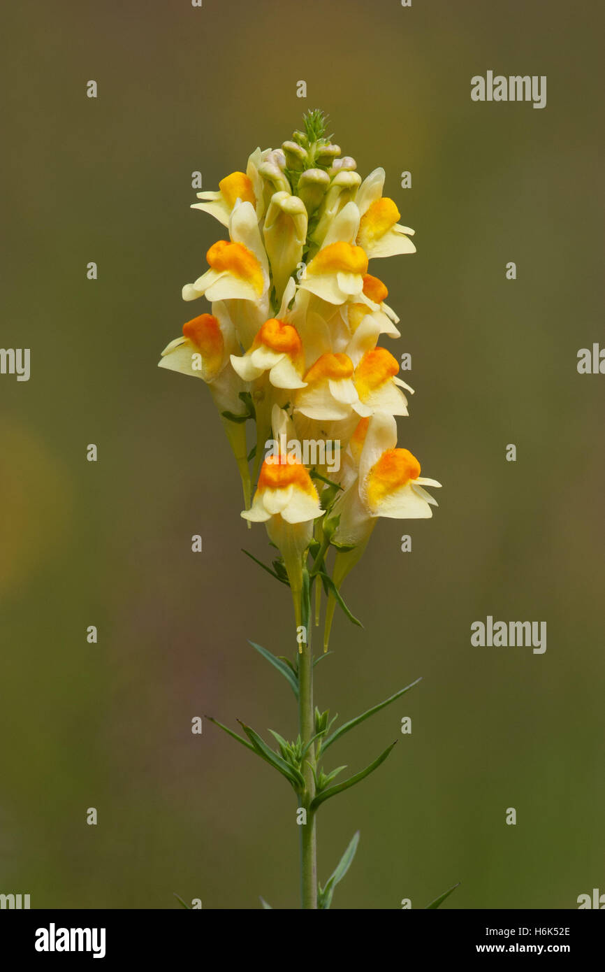 Linaria vulgaris Common Toadflax in Slovakia Stock Photo