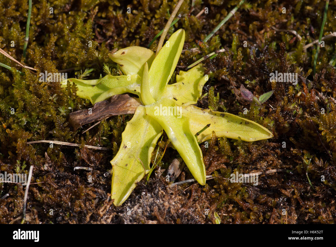 Pinguicula vulgaris, the common butterwort, is a perennial carnivorous
