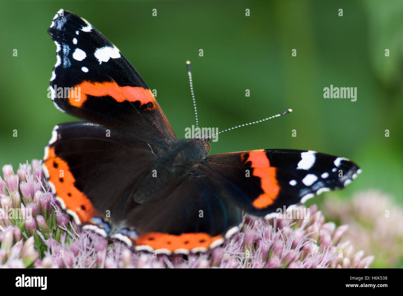 vanessa atalanta, the red admiral or previously, the red admirable, is a well-characterized, medium-sized butterfly with black wingsa orange bands. Stock Photo