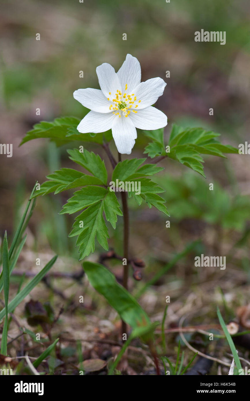 Anemonoides nemorosa Wood Anemone in Slovakia Stock Photo - Alamy