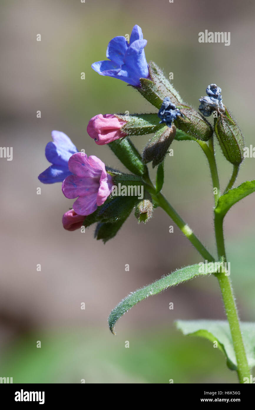 Pulmonaria officinalis, common names lungwort, common lungwort, Mary's tears or Our Lady's milk drops Stock Photo