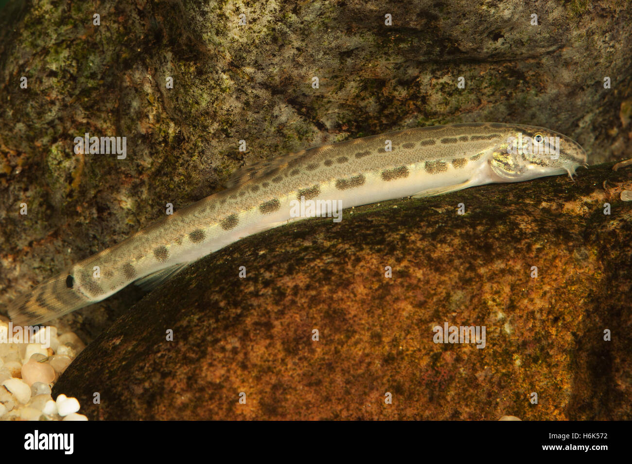 The Spined Loach (Cobitis taenia) Stock Photo