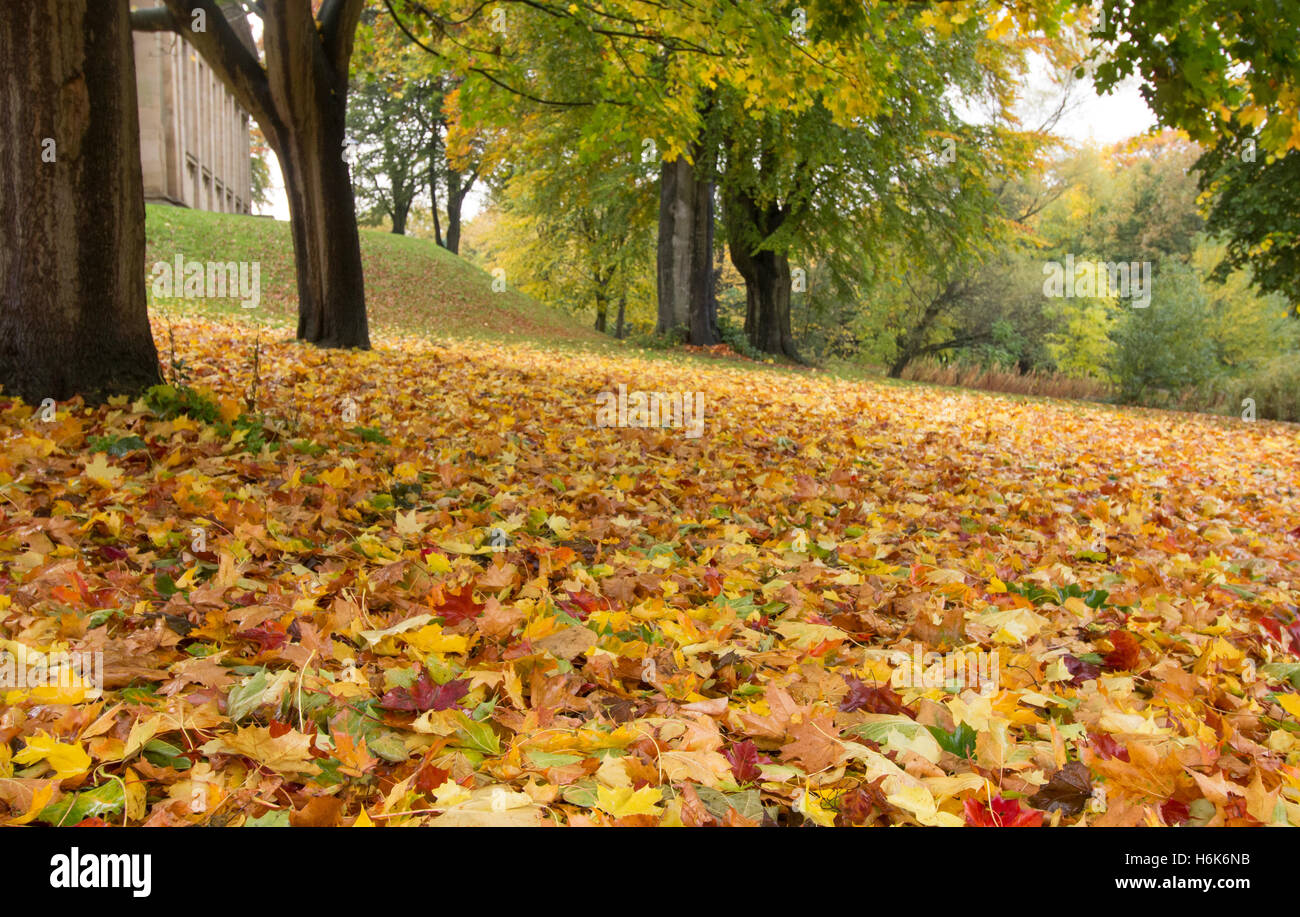 Autumn leaves cover the grass. Stock Photo