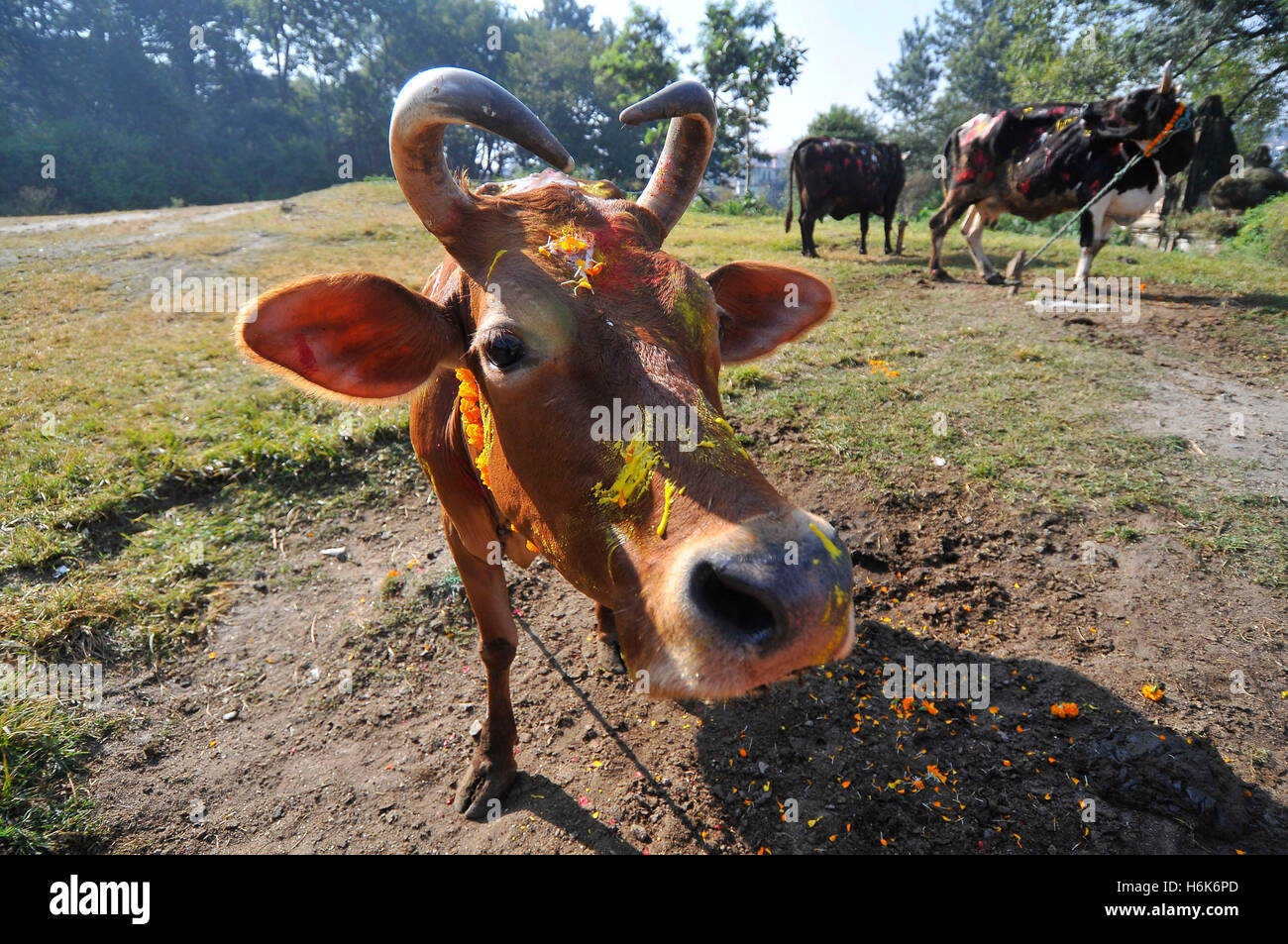Kathmandu, Nepal. 30th Oct, 2016. A cow with colors and marigold flower ...