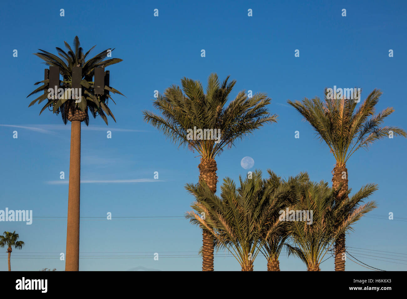 Yuma, Arizona - A cell phone tower disguised as a palm tree. Stock Photo