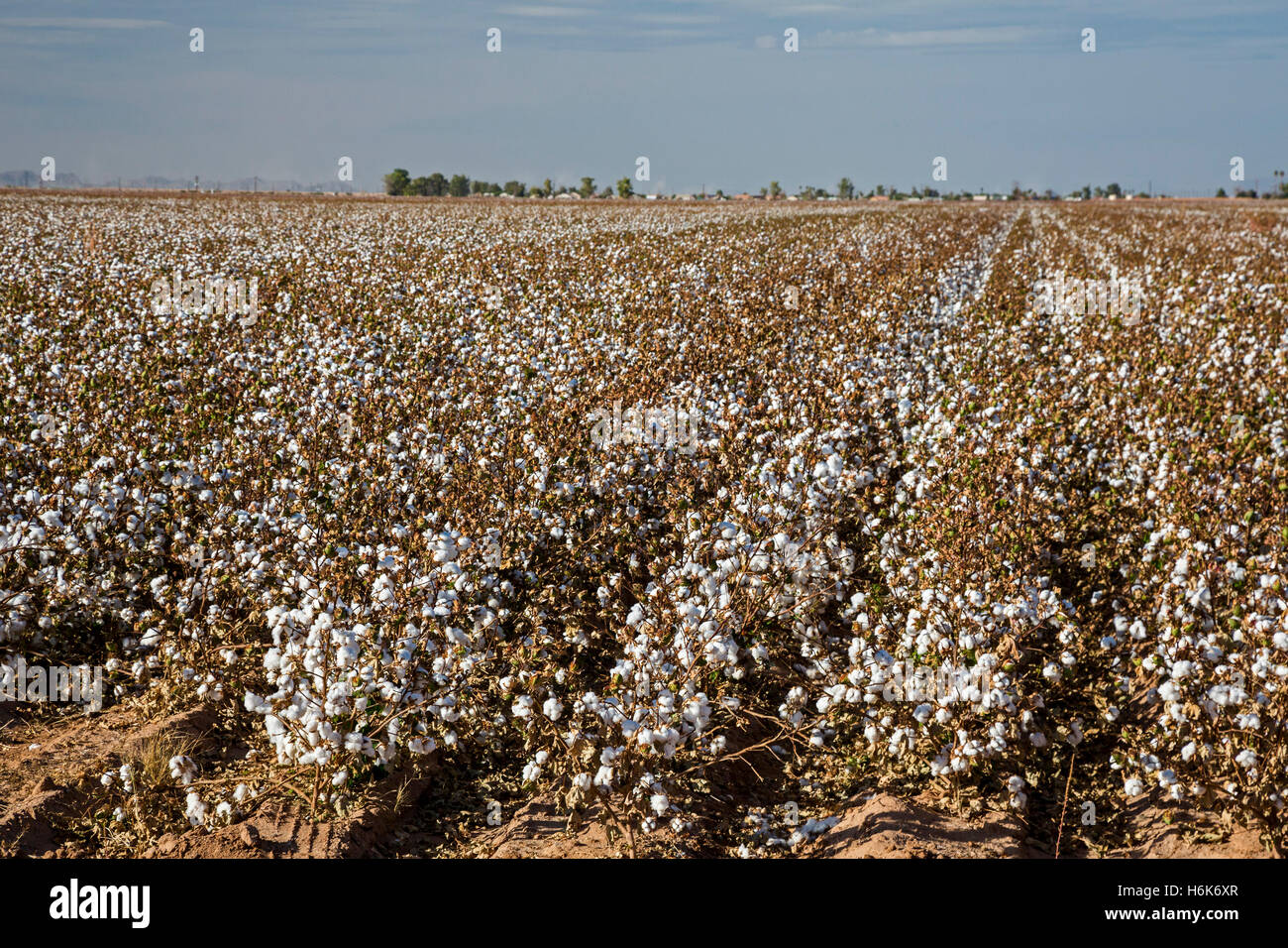Eloy, Arizona An irrigated cotton crop growing on a farm in the