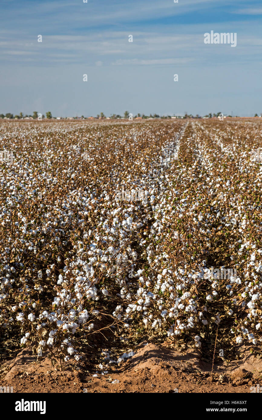 Eloy, Arizona An irrigated cotton crop growing on a farm in the