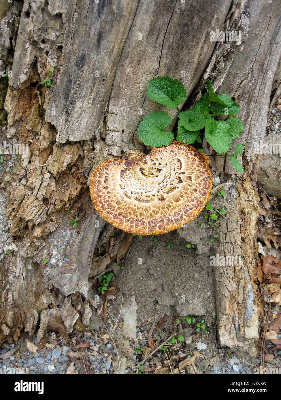 A large polyporus squamosus (Dryads Saddle) growing on the side of a dead tree trunk. Edible  and also known as pheasants back. Stock Photo