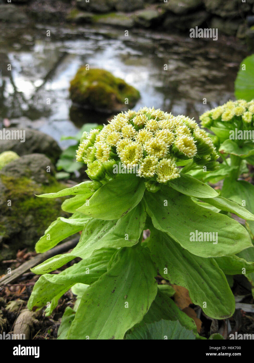 The early spring foliage and floret growth of Petasites japonicus also known as butterbur or fuki Stock Photo