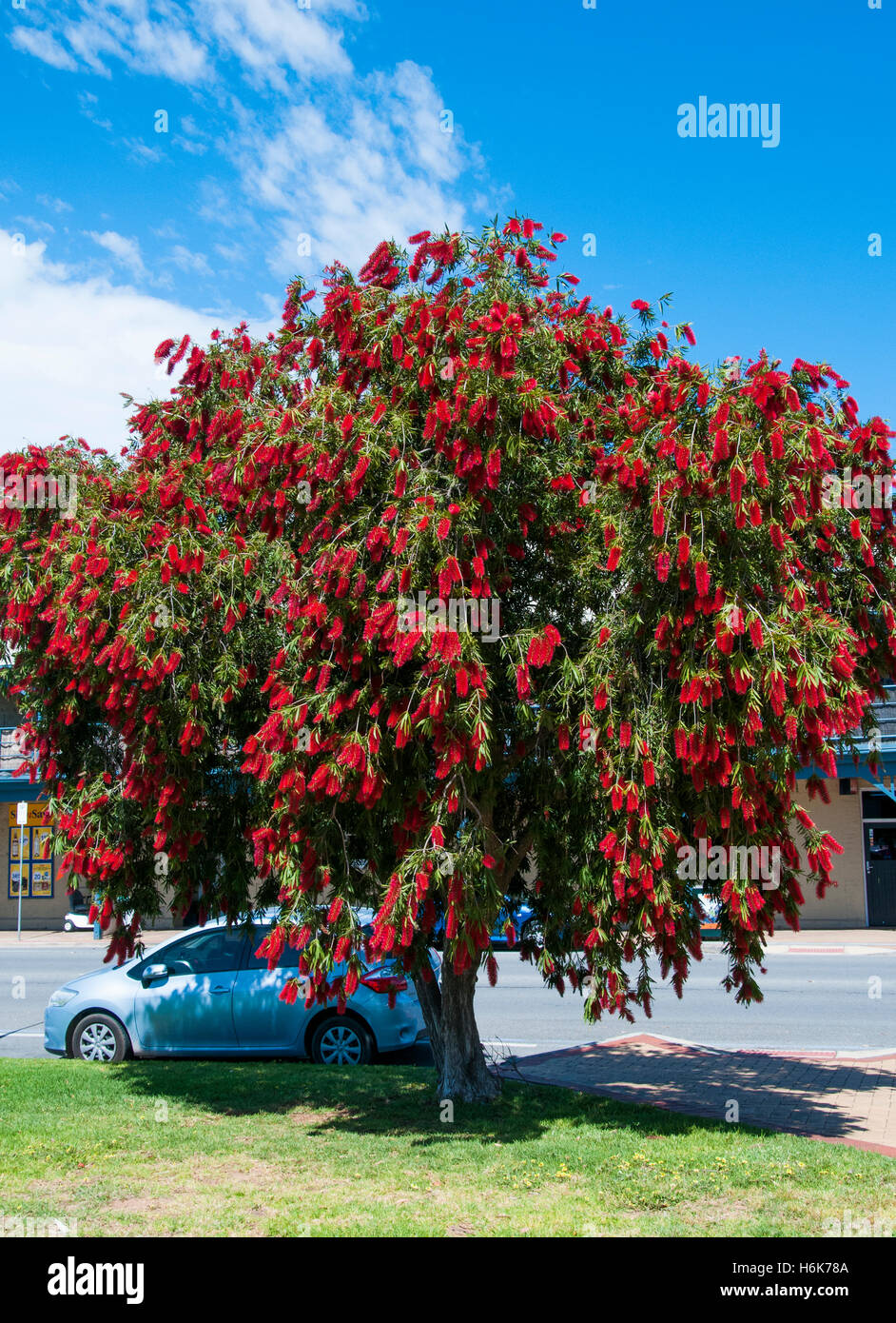 Australian native callistemon flowering in Tailem Bend, South Australia Stock Photo
