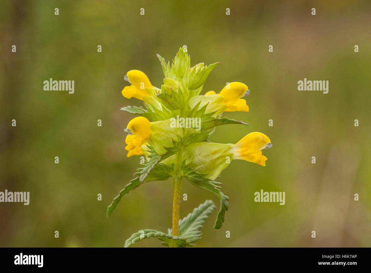 yellow rattle (Rhinanthus minor) flower growing in ancient woodland ...