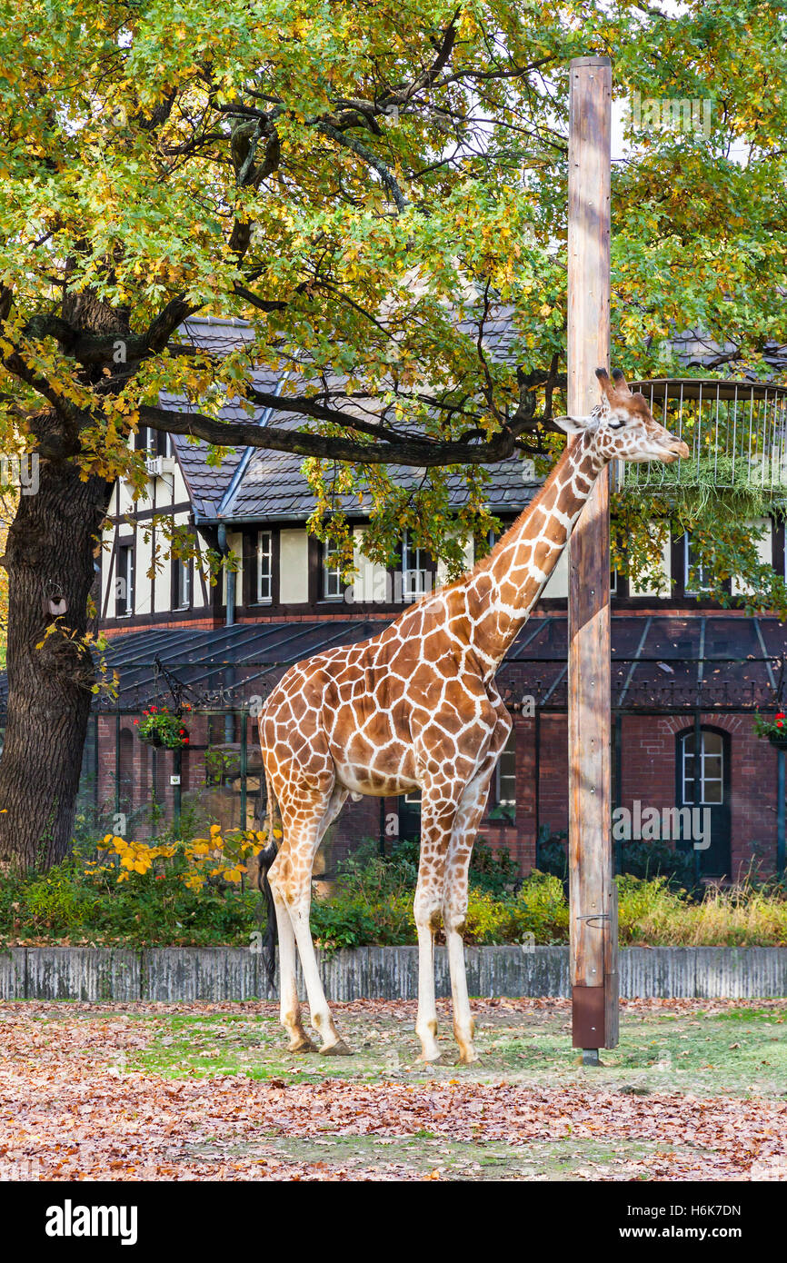 Reticulated giraffe (Giraffa reticulata), also known as the Somali giraffe, walks on the outdoors aviary in Berlin Zoo Stock Photo