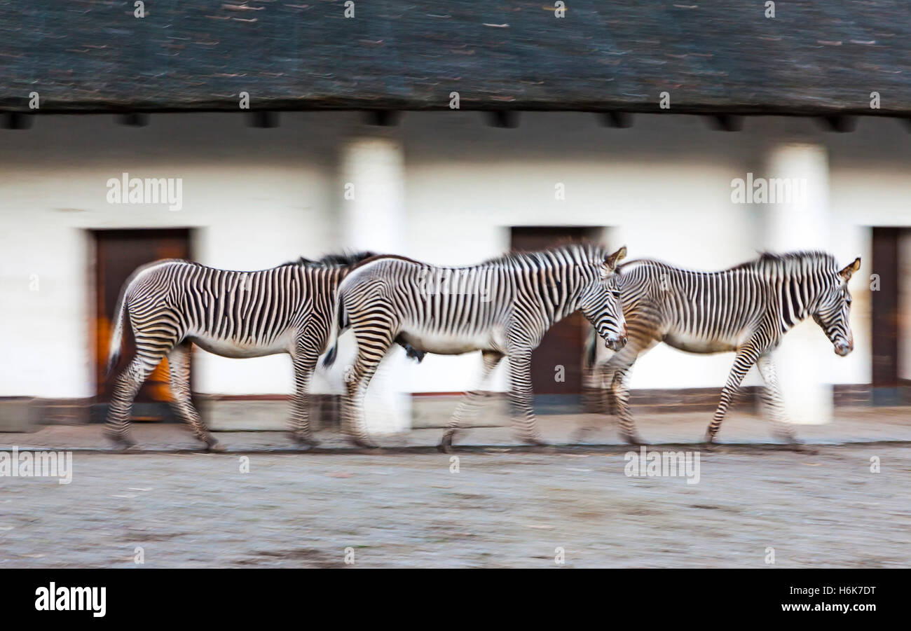 Grevy's Zebra with cut in leg - ZooChat