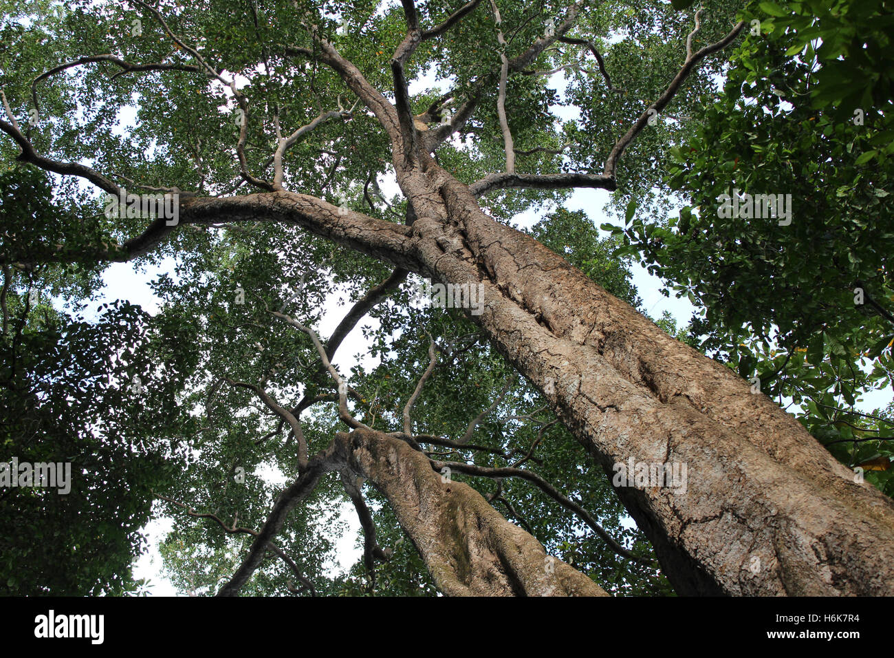View from below into treetops on a sunny day at Singapore Nature Reserve Stock Photo