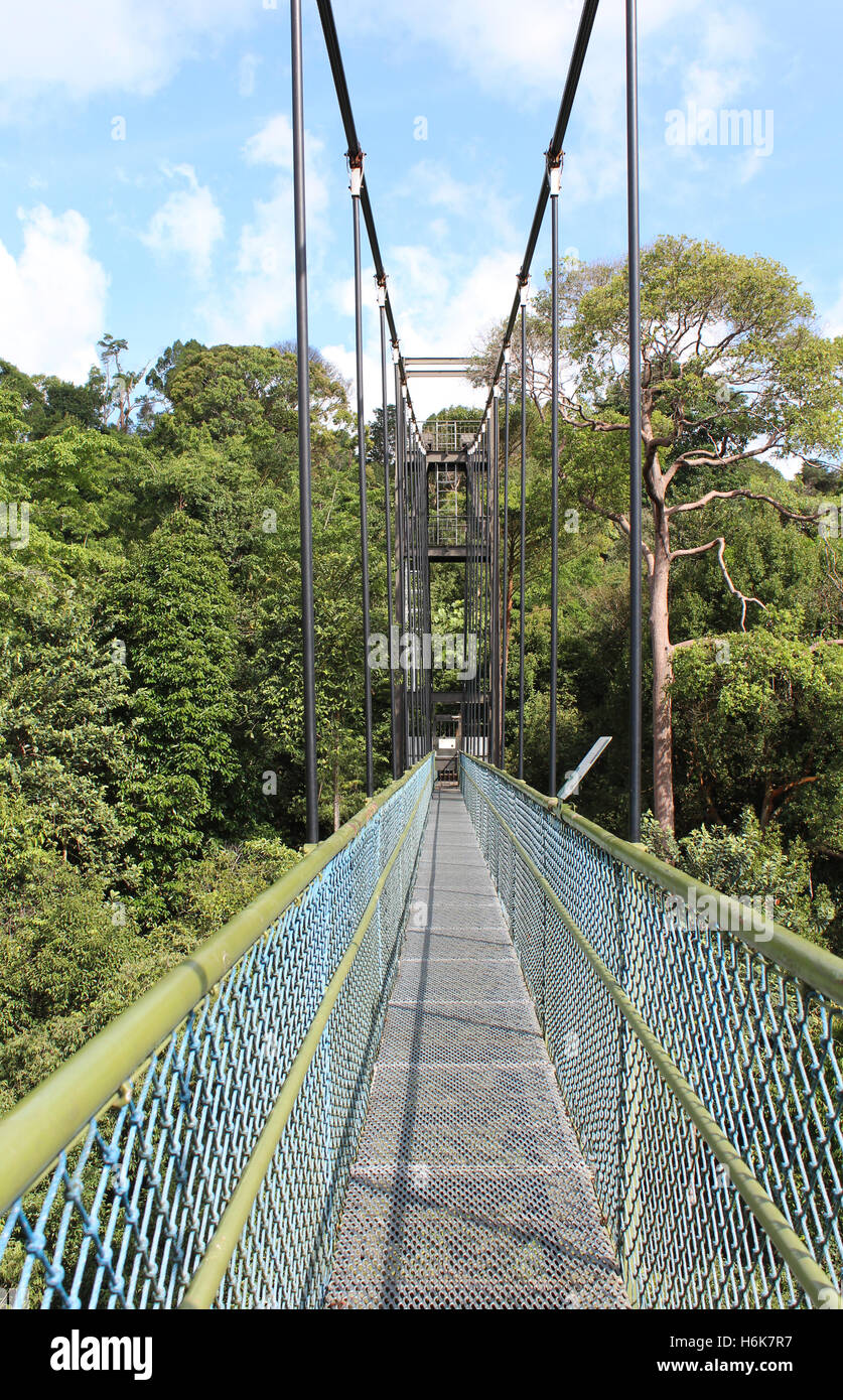 Suspension bridge at the Tree Top Walk in Singapore Nature Reserve ...