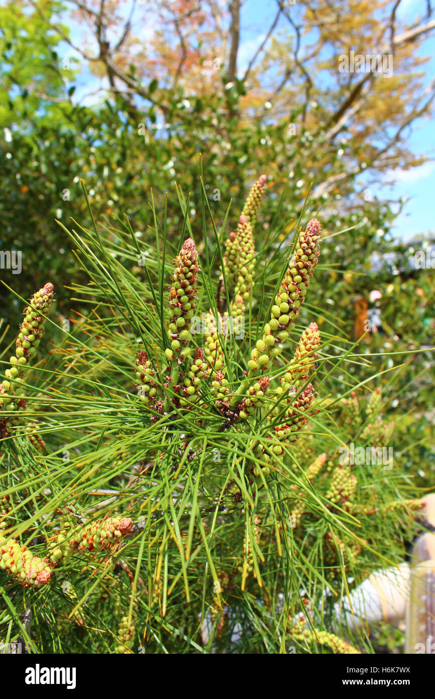 Close-up flowers of the Pinus thunbergii, the Japanese black pine tree in Kyoto, Japan Stock Photo