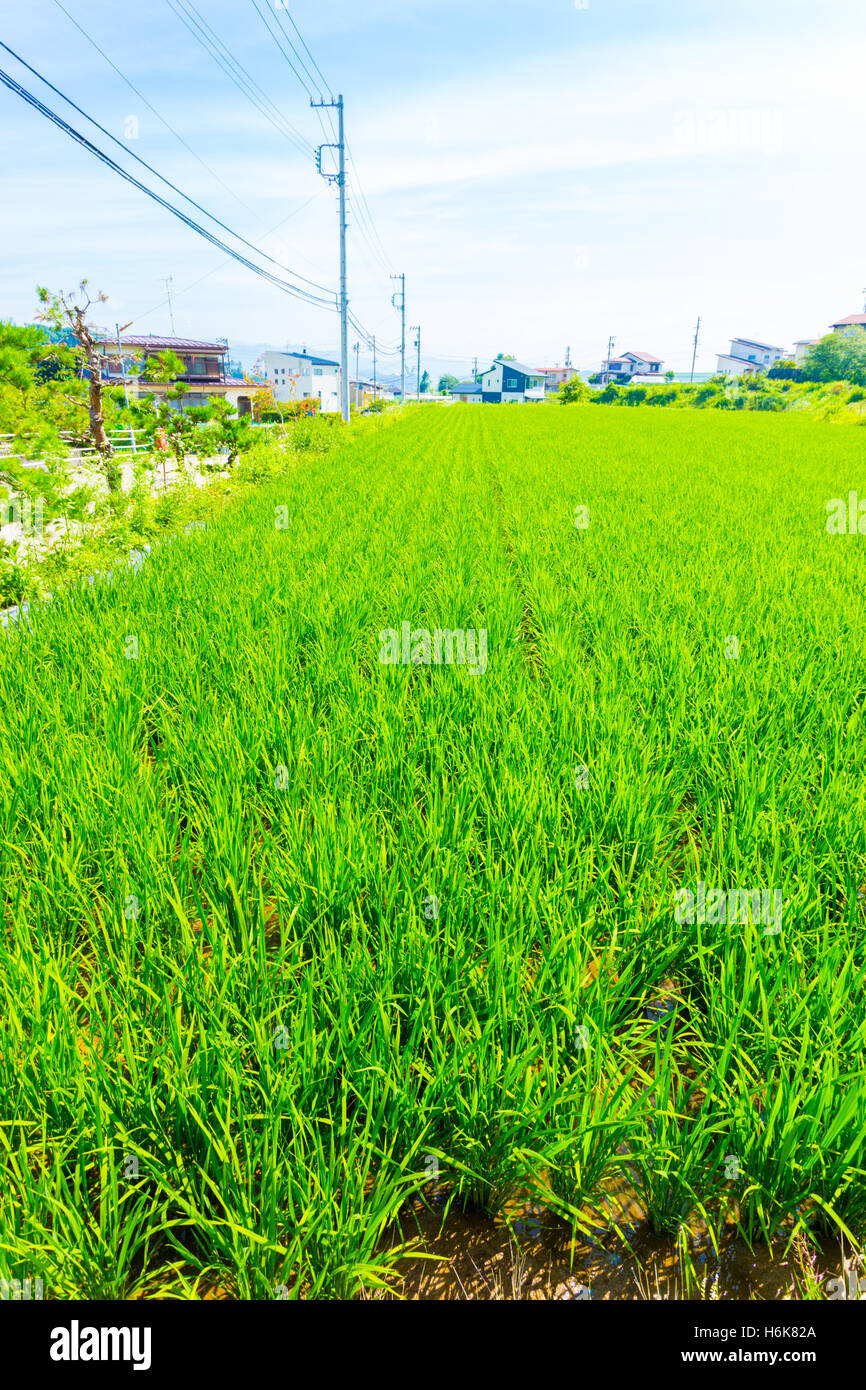 Blades of green rice seen on a small plot of residential land used for rice farming in rural Japan with houses in background. Ve Stock Photo